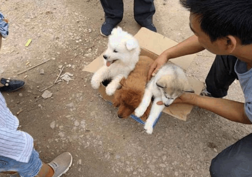 农村大叔把二哈当土狗卖掉, 他没什么想法: 狗, 你养好就行!