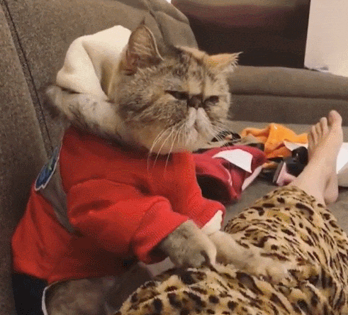 主人炫耀它家猫咪会按摩, 手法给力, 网友: 它明显八百个不乐意!