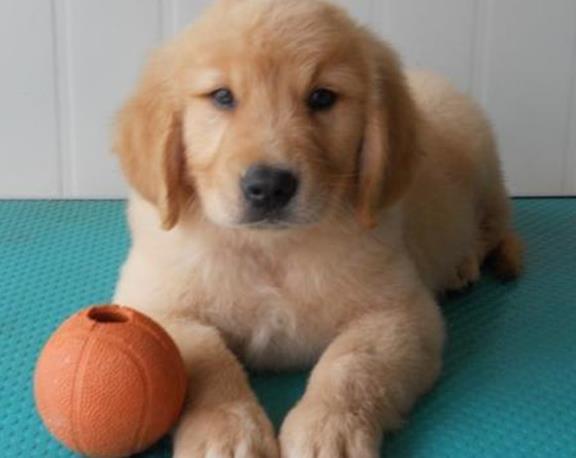 养金毛是一种什么体验? 网友: 养了只“假狗”, 分明是在养猪