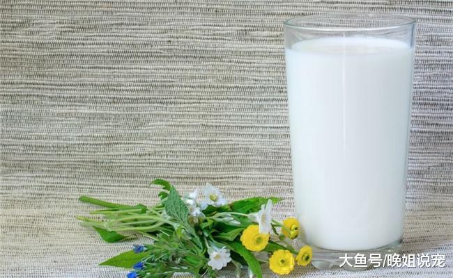 给狗狗喂水要注意, 不管多缺水, 这五种水千万不要给它喝
