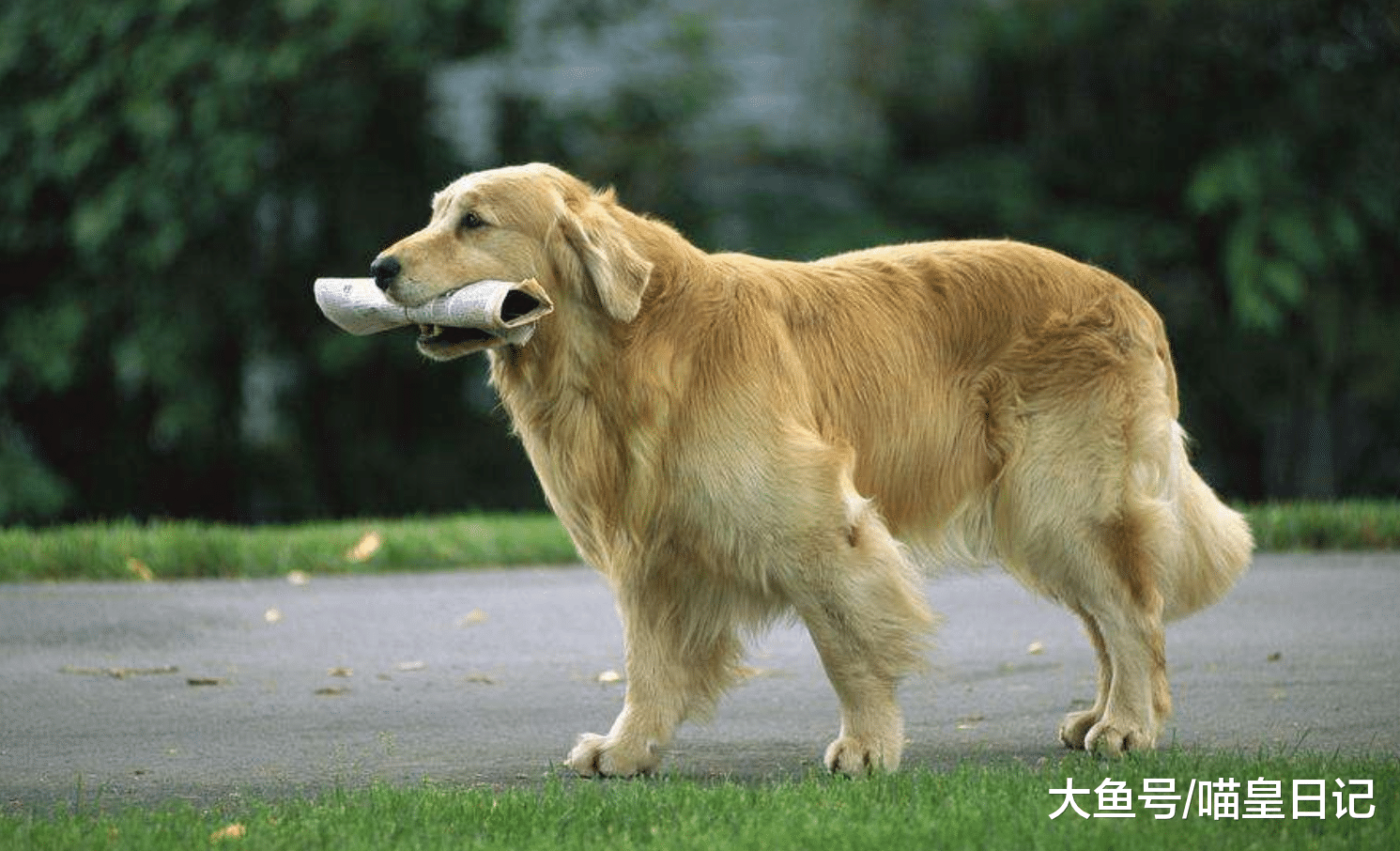 盘点最喜欢和陌生人互动的四种狗狗, 哈士奇居然上榜了!