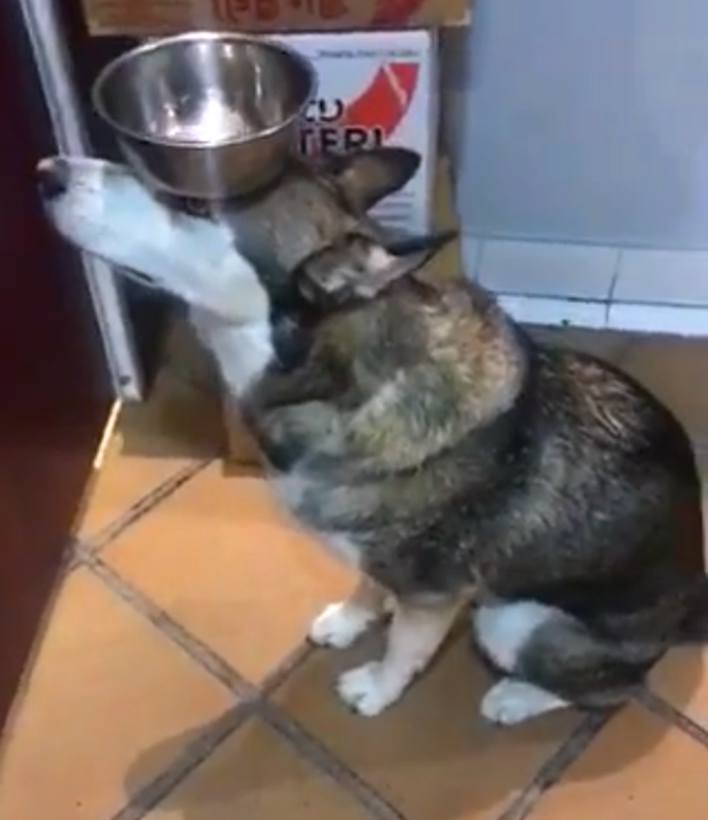 哈士奇学会讨饭技能, 叼饭盆守在厨房门口不走, 狗: 给点吃的吧…