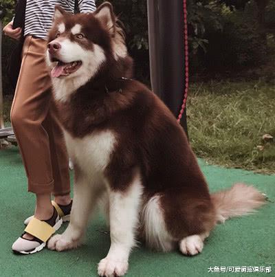 狗狗去世不久, 主人不经意间望向天空, 眼前的一幕瞬间泪目!
