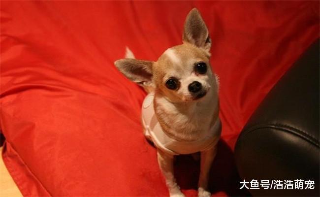 狗狗歪头看你的5个原因, 不只是卖萌, 还是为了思考