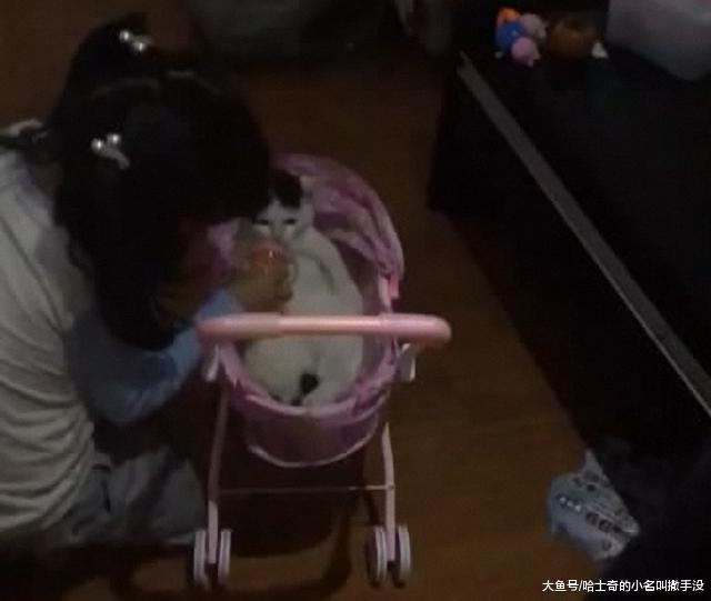 把猫咪放婴儿车里喂奶, 女儿这是把猫咪当弟弟了, 是时候要二胎了