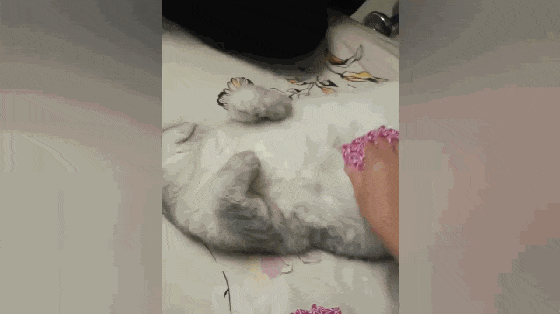 主人玩扑克冻手, 把猫肚子当牌桌, 猫: 我为这个家付出太多……