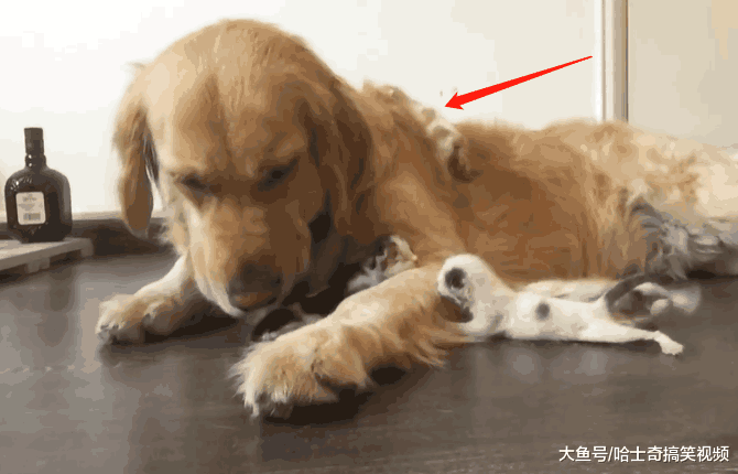 金毛的孩子因故夭折, 它却捡了窝小奶猫, 主人: 只能安慰它