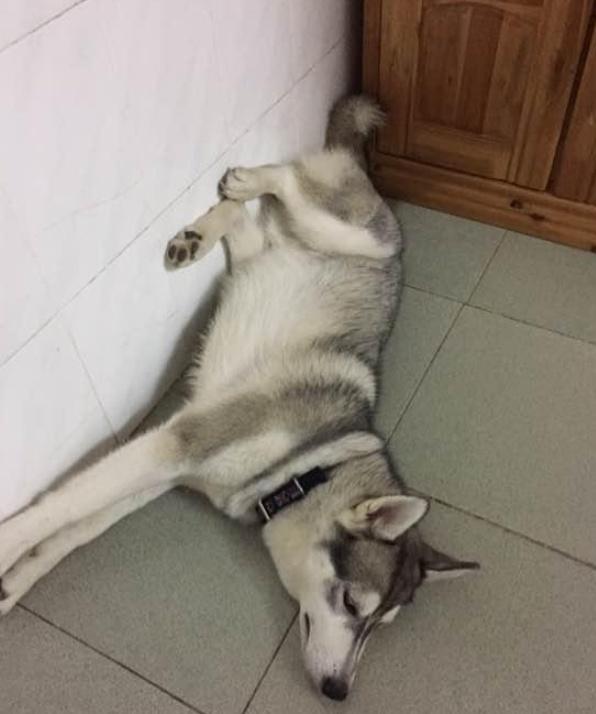 哈士奇把床挖出了一个大洞, 气的主人直接动手把二哈嘴巴给绑住