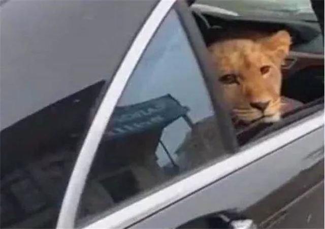 狮子被划入可爱动物触摸区, 毫无尊严可言, 强装凶狠仍被大汉吓唬