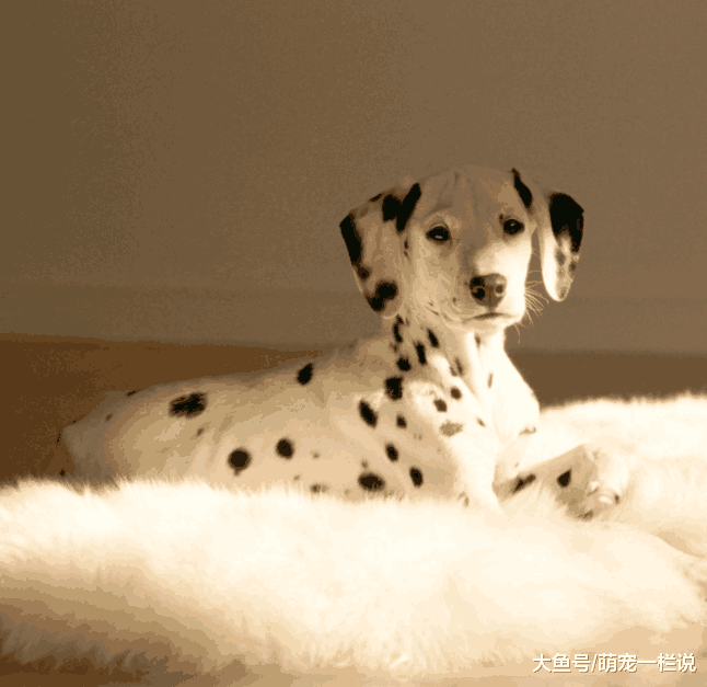 小狗新进家门铲屎官要避免的5个错误, 判断狗狗智商高的5种行为