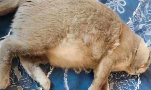 橘猫怀孕三个月不生, 主人带去检查后, 医生一句话羞得他一脸通红