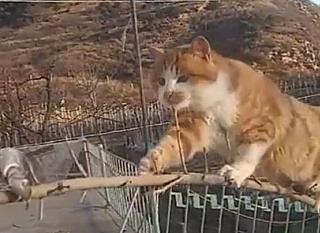 主人把鱼挂在树枝上, 胖橘猫颤颤巍巍的爬树偷鱼吃, 小模样太逗了