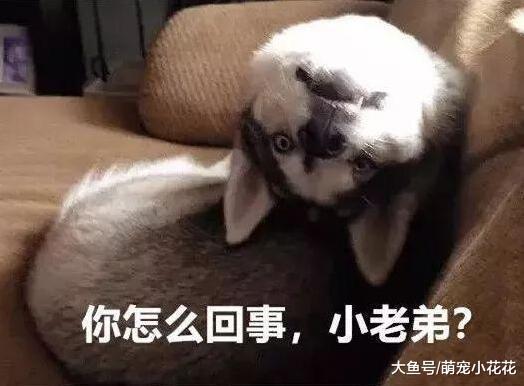 狗狗啃自己“尾巴”的5个意思, 它是在提醒你, 它生病了!