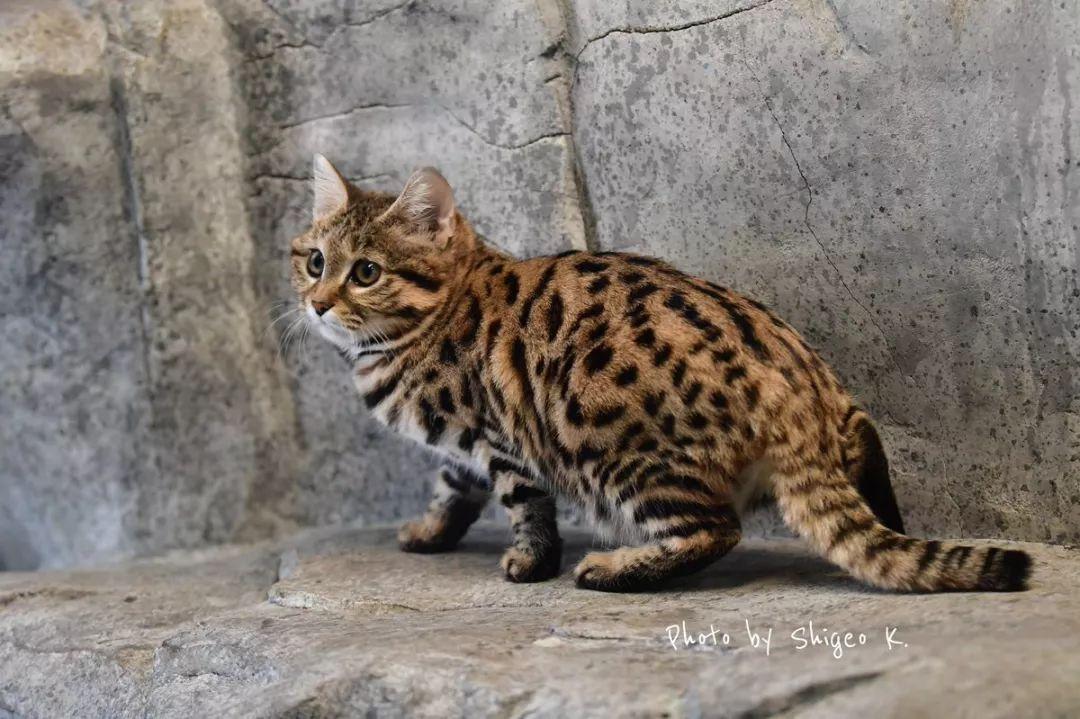 世界上最凶猛的喵星人居然是它?