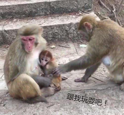 小猴子正吃奶, 但却屡被打扰, 接着它做出的反应让人暗爽!