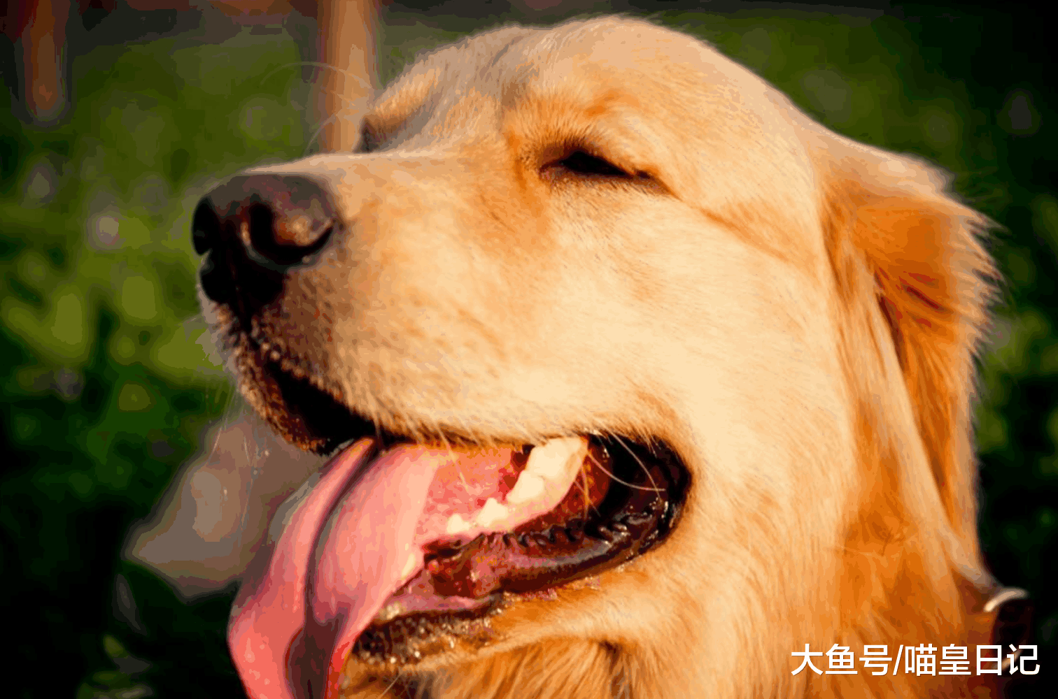 只有一个人对狗狗怎样打骂, 狗狗都不会生气反抗, 那就是它的主人