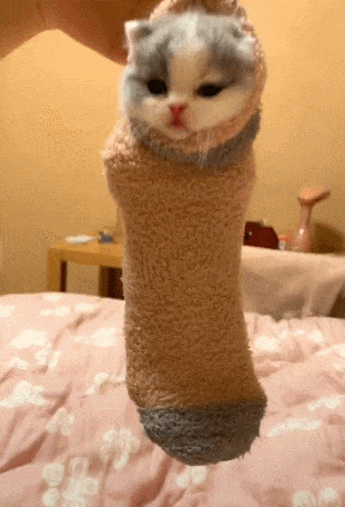 小猫被塞进袜子里, 一脸犯懵, 结果更是让人萌出一脸血!