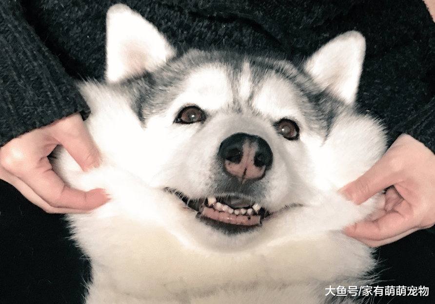 没有月入过万, 不要养这5种狗狗, 真的养不起!