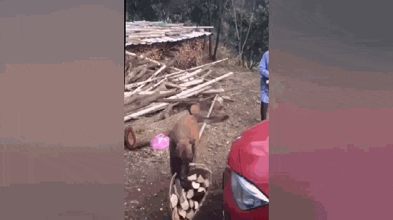 奶奶到果园拾木柴烧饭, 狗子上前帮忙一叼一大堆, 狗: 运货我在行