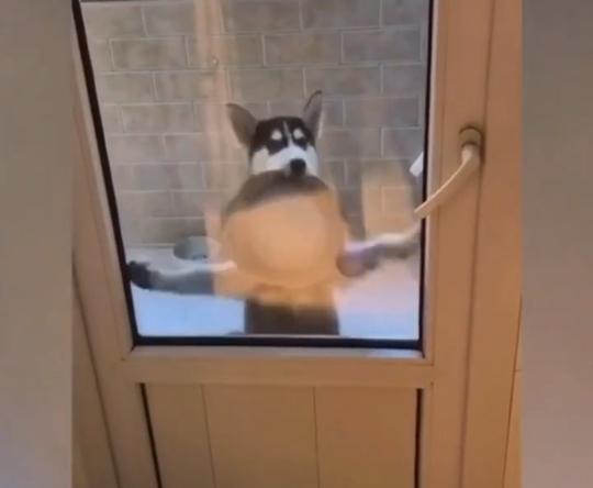 每到饭点二哈就开始跳舞, 不给吃的都不行!