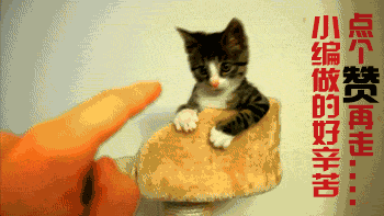 地摊价网购了只英短, 本以为赚到了, 结果几个月后: 倒贴有人要吗