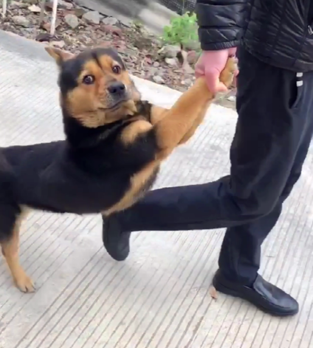 田园犬跑出家门放飞自我, 被主人拉着前腿捉回家, 狗: 再也不敢了