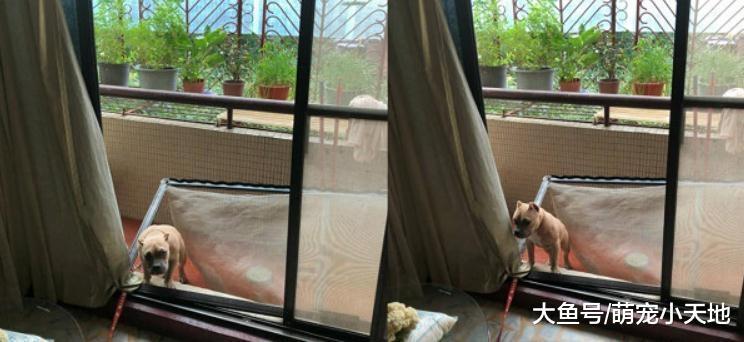 狗狗绑绳训练第一天回家纱门就一面倒, 妈妈吓坏: 它才8个月大