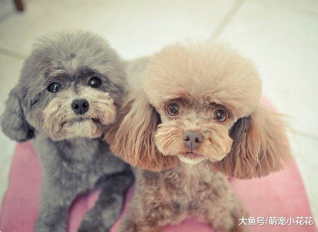 同样是宠物狗, 为什么喜欢泰迪犬人, 要比喜欢雪纳瑞的多?