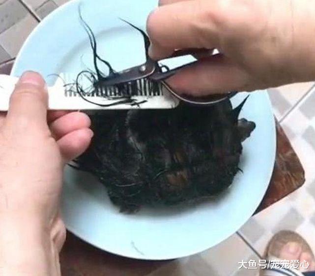 男子捡到一只乌龟, 浑身长着黑毛, 剪掉后男子气的扇自己耳光