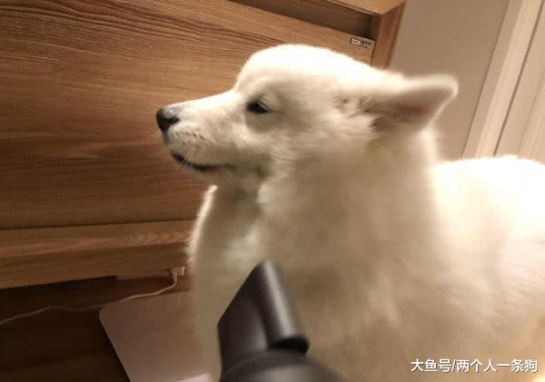 萨摩耶软糖坐实雨神称号, 一脸落寞背对妈妈看着窗外, 妈妈: 好白