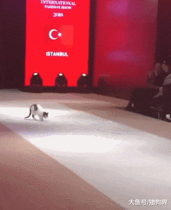 猫咪上台走秀, 展示正宗猫步, 猫咪: 后面的都学着点, 别说我没教
