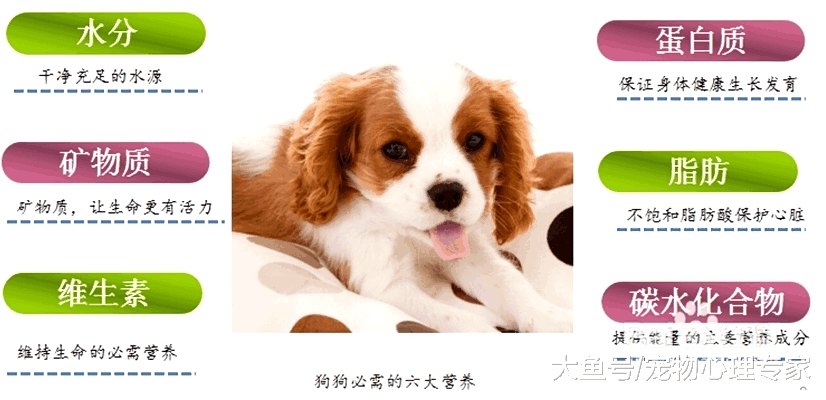 你家狗狗吃的狗粮是否有益健康? 狗粮选择有误, 狗易生病