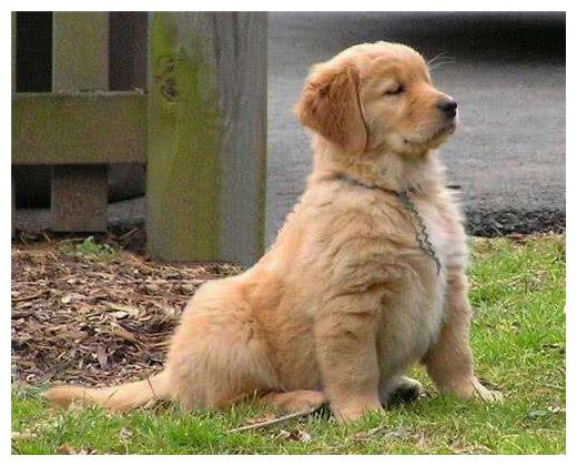 狗狗帮主人保护车位, 用的手段: 原始中透露一丝丝霸气与坚定