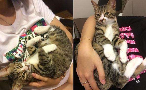 听见胎动声变温柔, 好动猫贴妈妈肚子上认真到脸歪: 谁在里面?