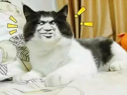 什么我要劝谏你不要和猫一起睡? 特别是女生