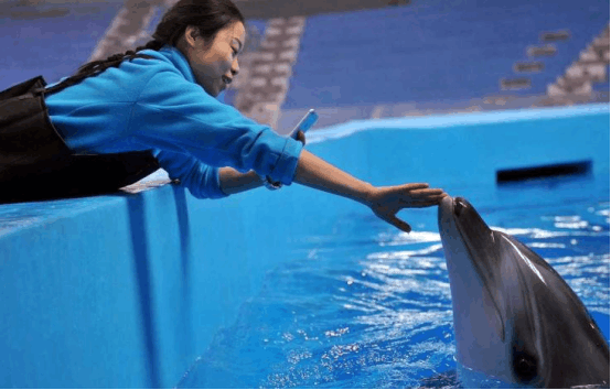 海豹也是熊孩子? 调皮将饲养员推下水, 求饲养员的心理阴影面积