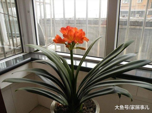 聪明人都这样养植物, 直接往盆里放此物, 一年四季都爆盆