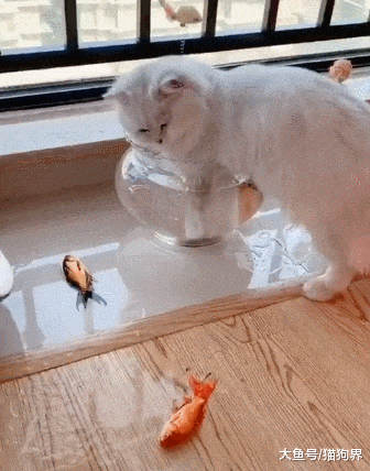 猫咪霸占鱼缸, 猫: 这是我的泡脚盆, 谁让你们在里面洗澡的