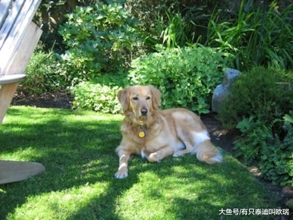 邻居在隔壁围篱中看见令人超愤怒的景象, 于是决定亲手结束这「数个月的冤狱」!