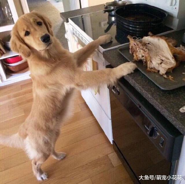你不得不承认, 养金毛犬都有这5个“怪事”, 怀疑是假的!