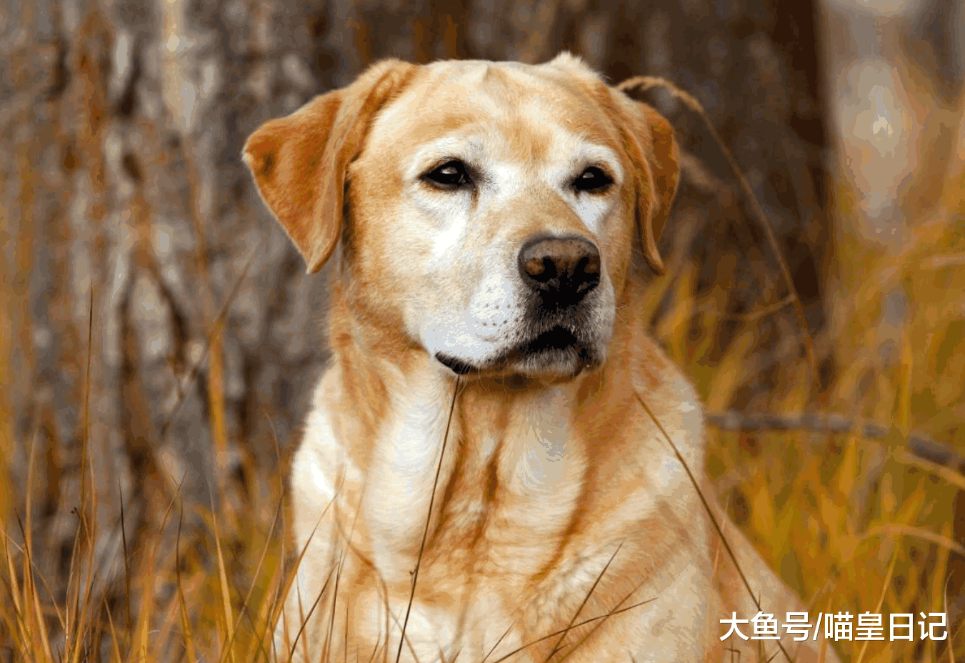狗狗就该吃肉啃骨头? 你错了, 除了吃肉狗狗更应该补充维生素!