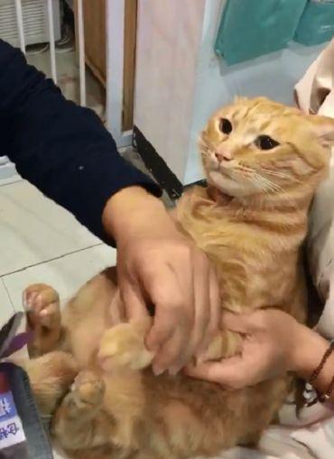 铲屎官给橘猫剪指甲, 橘猫看着面前的擀面杖, 它流下屈辱的泪水