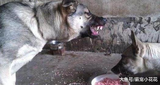 狼青犬的5大缺点, 网友: 就算想养也不敢养啊!