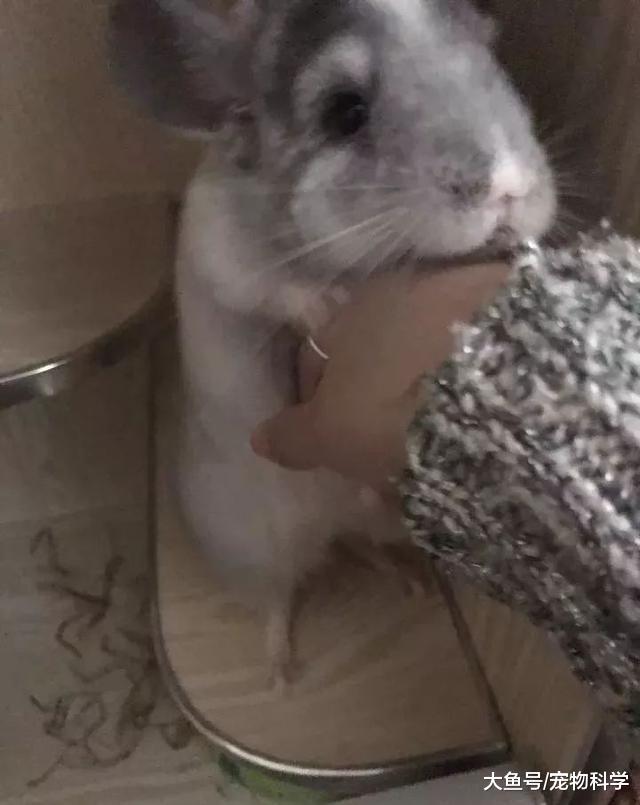 养了龙猫后, 我也能说我是有猫一族