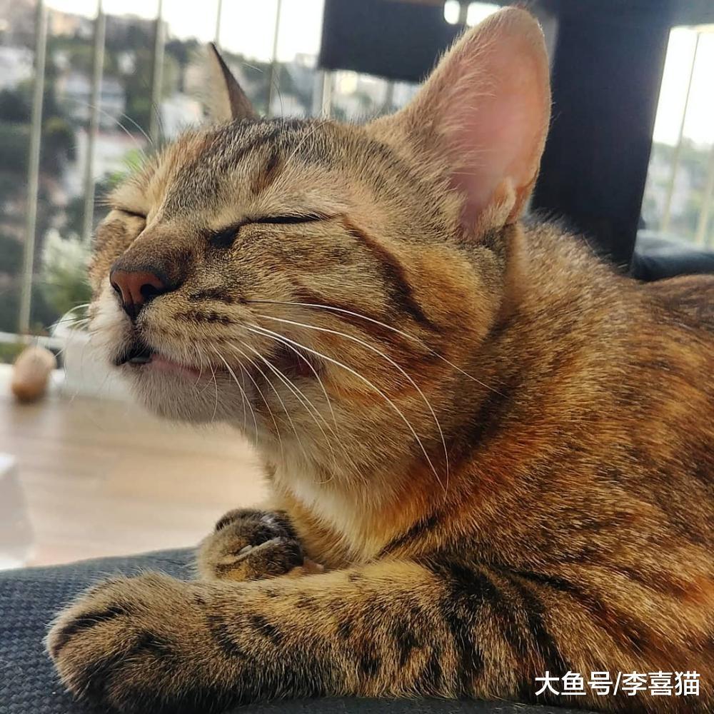 看看别人家乖巧的猫咪, 再看看自己家的小霸王, 这对比也太强烈了