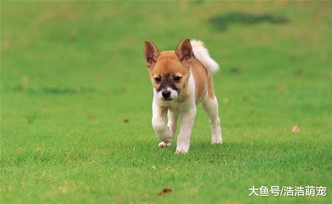 冬天养狗需要注意五个地方, 不管什么品种, 冬天都会活的很舒服