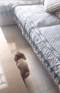 你永远想不到, 一只泰迪会有什么神操作!