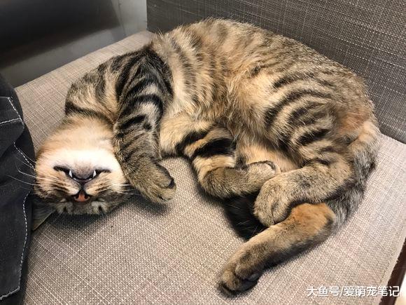 网友遇到一只乖巧的狸花猫, 却无力收养, 看到它的状况让人心疼!
