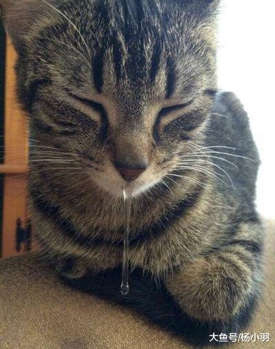天冷猫睡着了流鼻涕, 主人担心它感冒, 靠近查看笑喷: 咱家不缺肉
