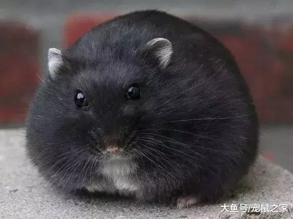 一文带你走进仓鼠世界: 仓鼠种类之坎贝尔仓鼠